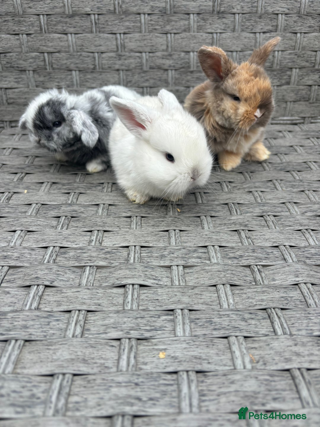 Mini Lop rabbits for sale: 3 beautiful baby rabbits  - Image 4