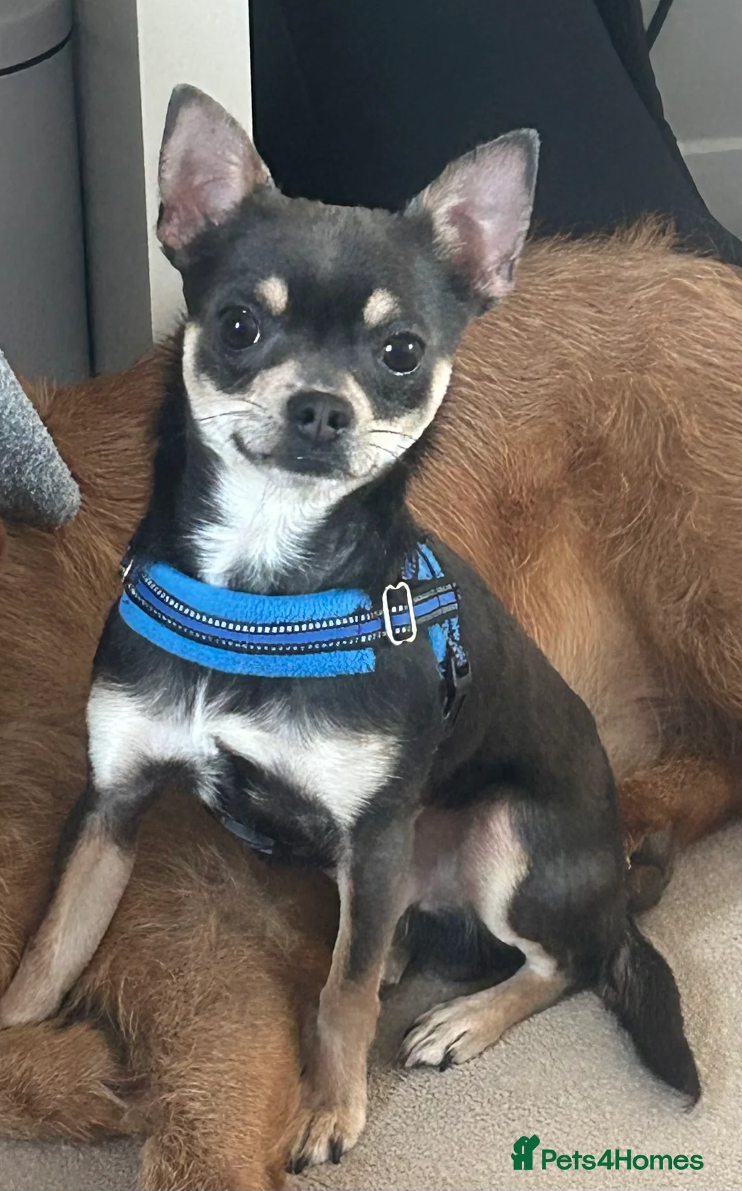 Chipoo dogs for sale: Chihuahua cross poodle puppies - Advert 11