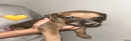 Mixed Breed dogs for sale: Bull lurchers in Leek - Advert 15