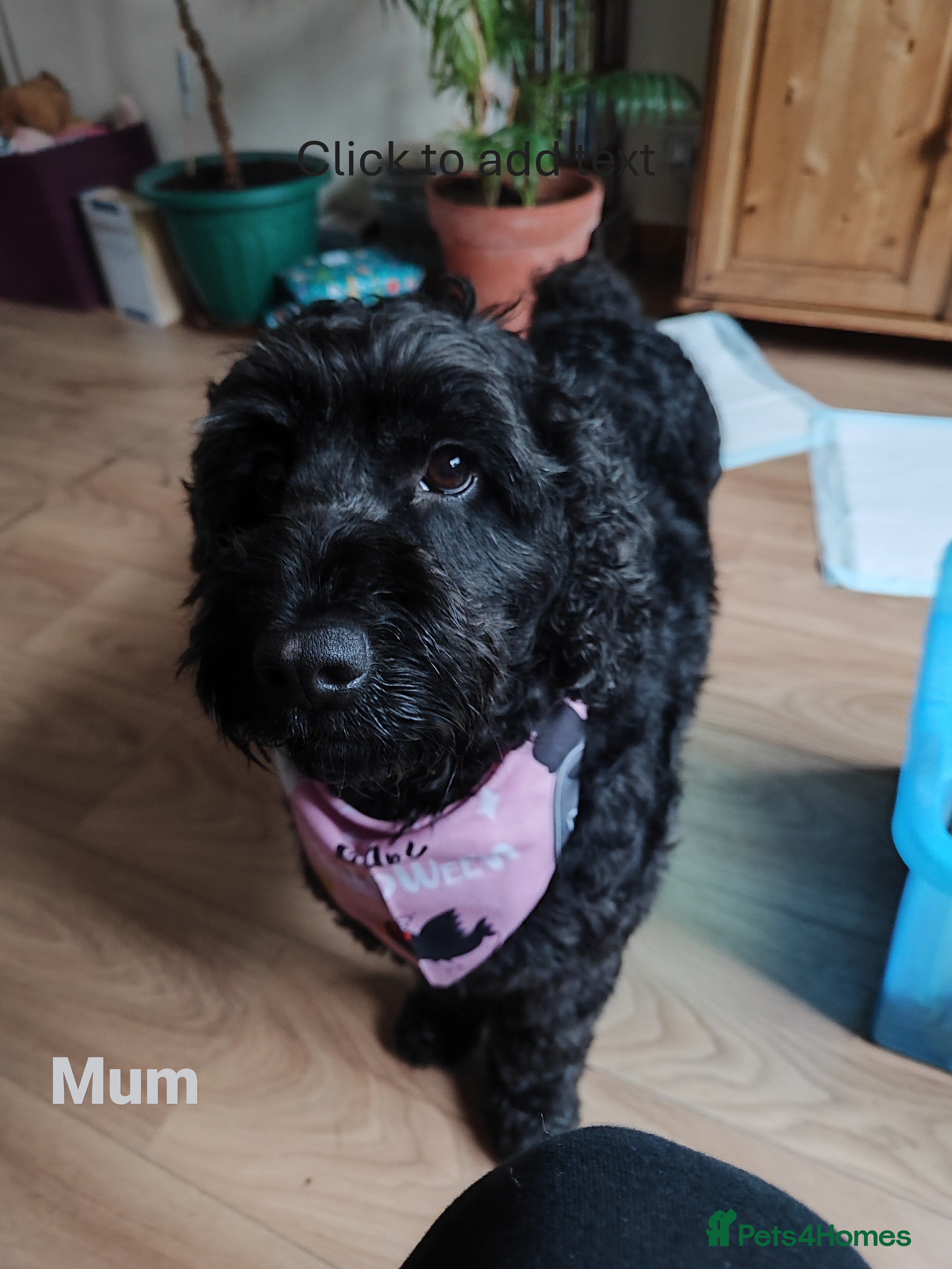 Cockapoo dogs Cockapoo Puppies, F2, Midlothian - Advert 1
