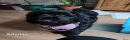 Cockapoo dogs for sale: Cockapoo Puppies, F2, Midlothian - Advert 1