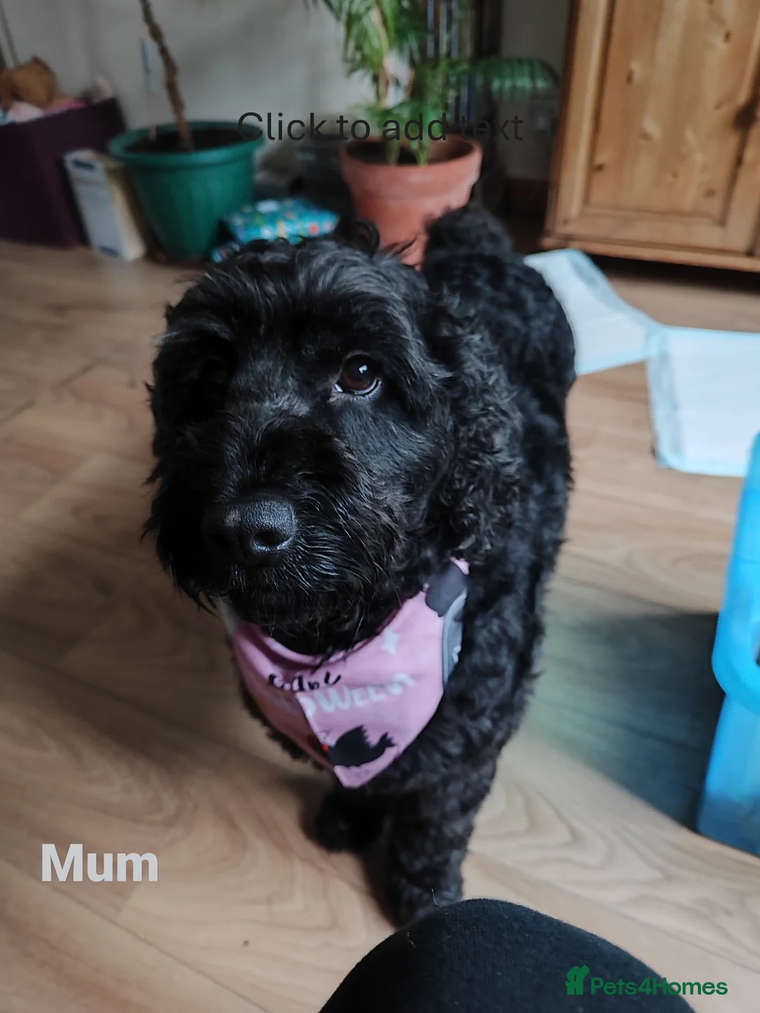 Cockapoo dogs for sale: Cockapoo Puppies, F2, Midlothian - Advert 1
