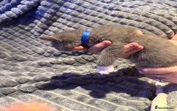 British Shorthair cats for sale: British shorthair x kittens - Image 10