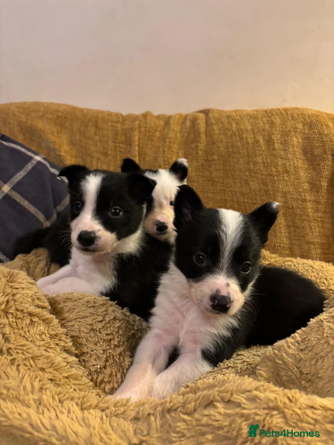 Border Collie dogs for sale: Stunning puppies. Parents health tested - Advert 16