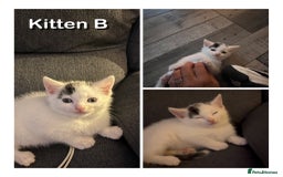 Domestic Shorthair cats for sale: 🐾 Adorable White Kittens with Black Markings  🐾 - Image 3