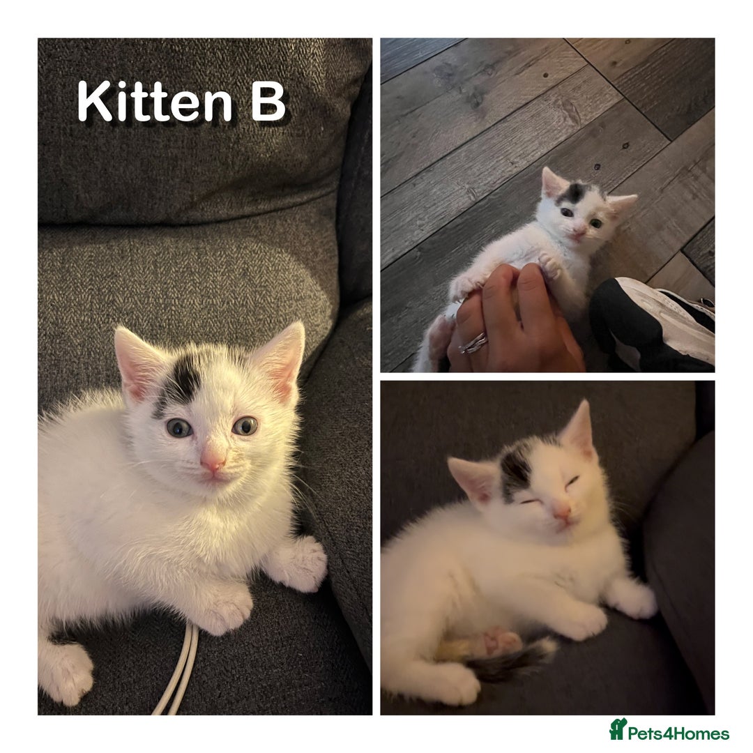 Domestic Shorthair cats for sale: 🐾 Adorable White Kittens with Black Markings  🐾 - Image 3