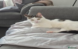 Mixed Breed cats for sale: Beautiful 11 month female cat - Image 2