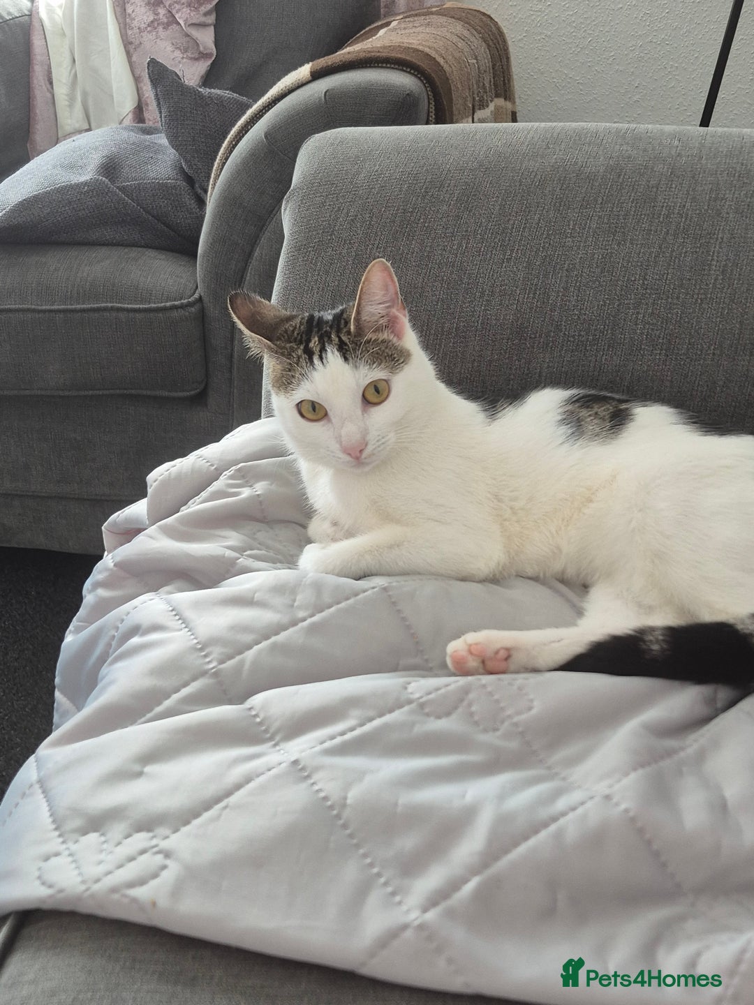 Mixed Breed cats for sale: Beautiful 11 month female cat - Image 2
