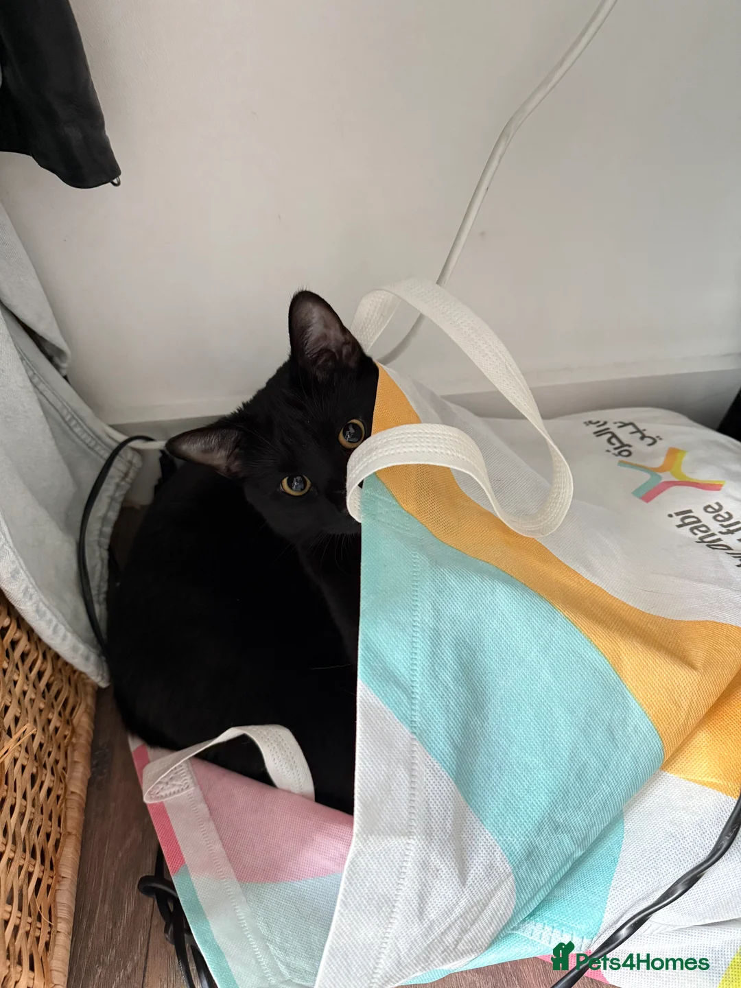 Mixed Breed cats for sale: Energetic Black Cat Looking for Active Loving Home - Advert 10