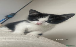 Mixed Breed cats for sale: Beautiful baby boy kitten - needs rehoming - Image 3