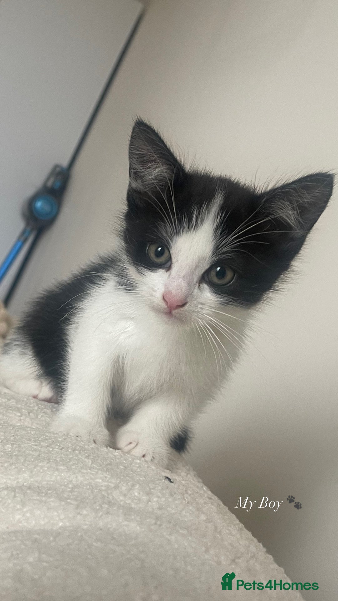 Mixed Breed cats for sale: Beautiful baby boy kitten - needs rehoming - Image 3
