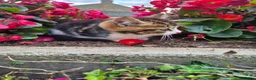 Mixed Breed cats for sale: Beautiful Tabby Kittens Available  - Advert 6