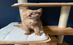 British Shorthair cats for sale: STUNNING FEMALE BRITISH SHORTHAIR KITTEN🧡 - Image 3