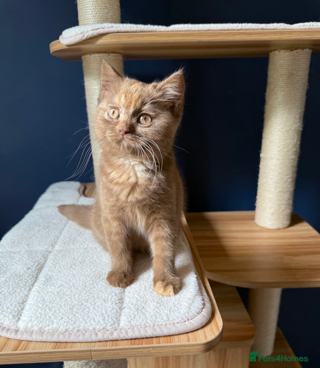 British Shorthair cats for sale: STUNNING FEMALE BRITISH SHORTHAIR KITTEN🧡 - Image 3