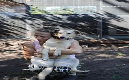 Mixed Breed dogs for adoption: 💙🐶 NICK AND MAILY 🐶💖 - Image 21