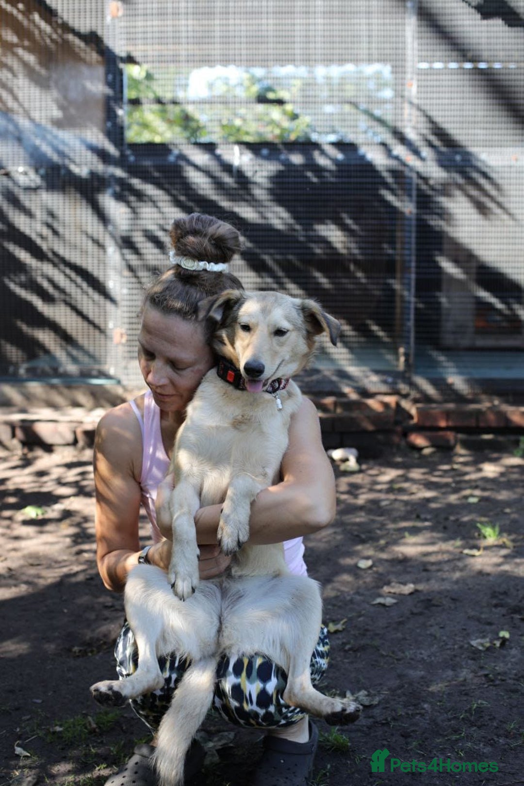 Mixed Breed dogs for adoption: 💙🐶 NICK AND MAILY 🐶💖 - Image 21