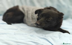 Mixed Breed dogs for adoption: 💖🐶 SUNNY 🐶💖 - Image 8