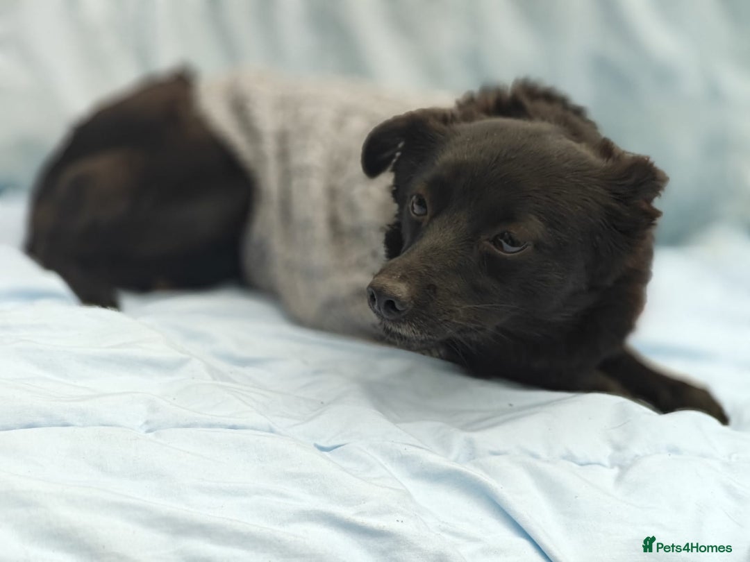 Mixed Breed dogs for adoption: 💖🐶 SUNNY 🐶💖 - Image 8