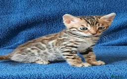 Bengal cats for sale: STUNNING GLITTER PELTED TICA REG BENGAL KITTENS - Image 14