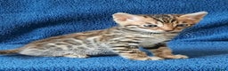 Bengal cats for sale: STUNNING GLITTER PELTED TICA REG BENGAL KITTENS - Advert 17