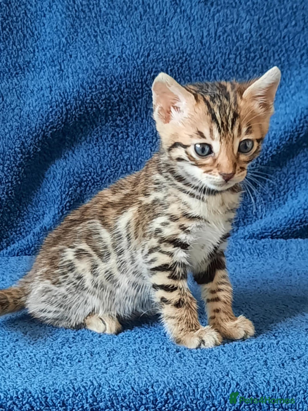 Bengal cats for sale: STUNNING GLITTER PELTED TICA REG BENGAL KITTENS - Image 14