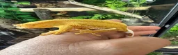 Gecko reptiles for sale: Various crested geckos for sale  - Advert 3