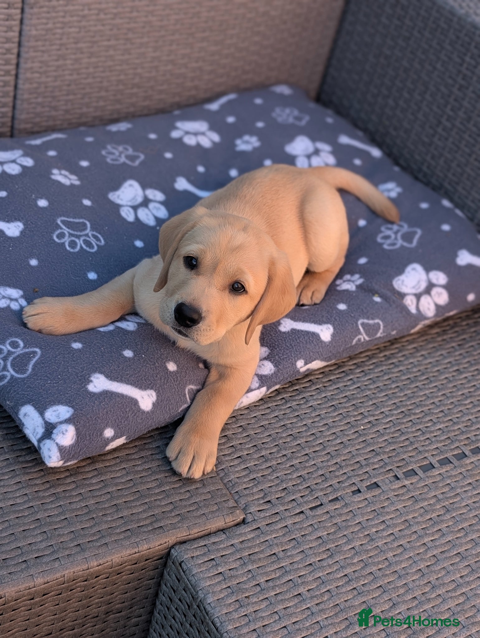 Labrador Retriever dogs KC Registered Red Fox/Yellow Labrador Puppies  - Advert 8