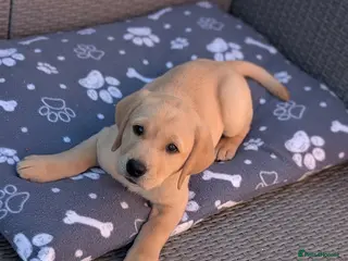 Labrador Retriever dogs KC Registered Red Fox/Yellow Labrador Puppies - Advert 4