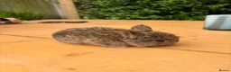 Mixed Breed rabbits for sale: Beautiful Lop Cross Baby Bunnies for sale  in Ferndown - Advert 8