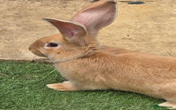 Continental Giant rabbits for sale: Giant Flemish Buck - Image 1
