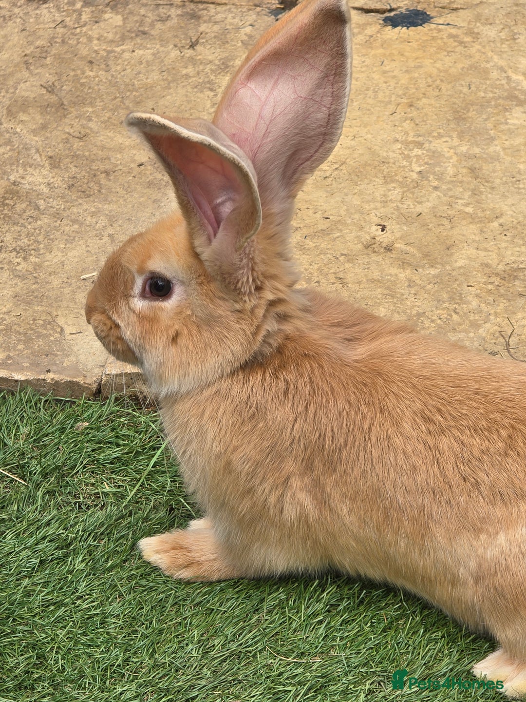 Continental Giant rabbits for sale: Giant Flemish Buck - Image 1
