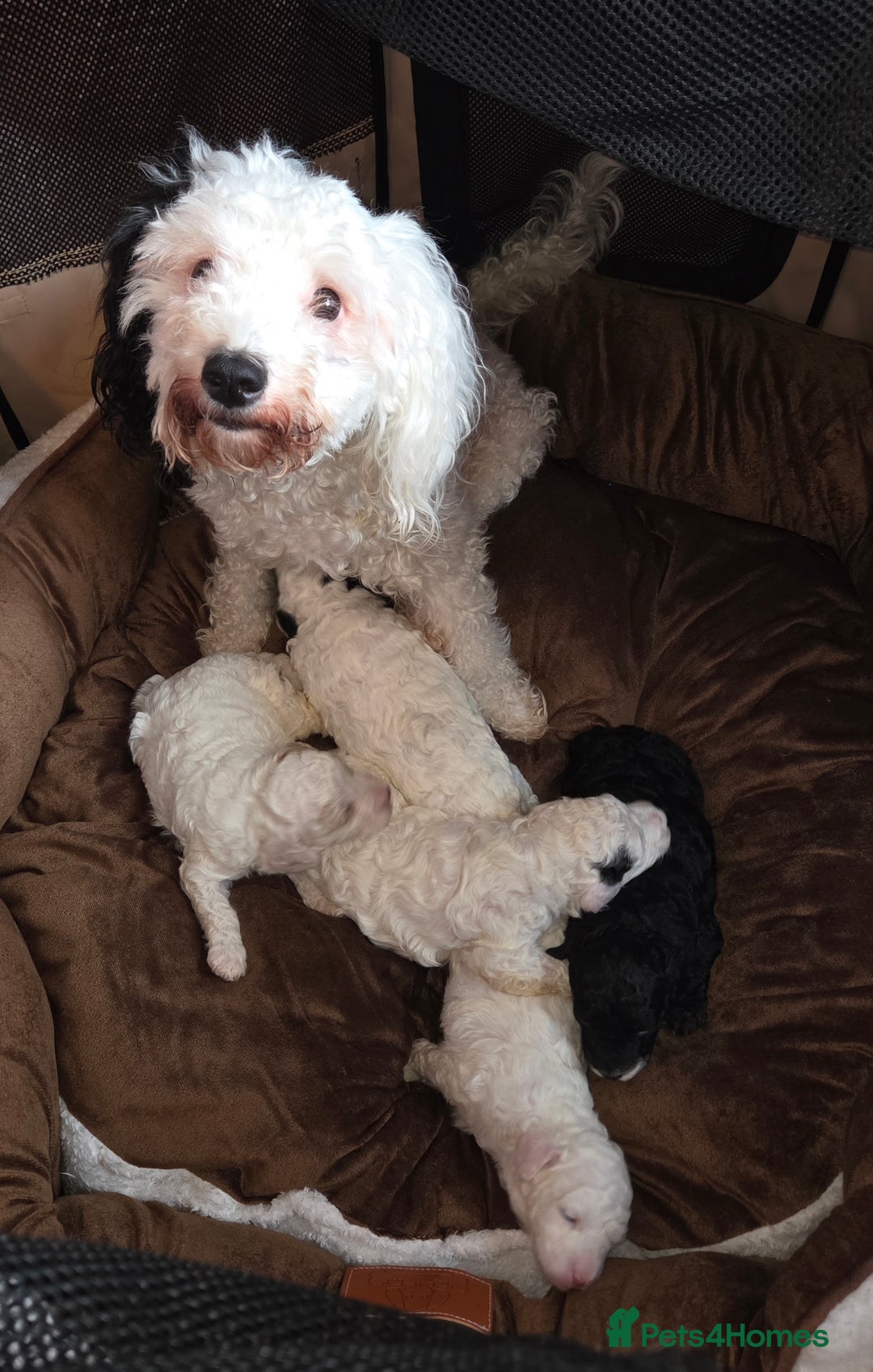 Cavapoo dogs for sale: F1B Cavapoo Puppies 4 boys avialable - Advert 11