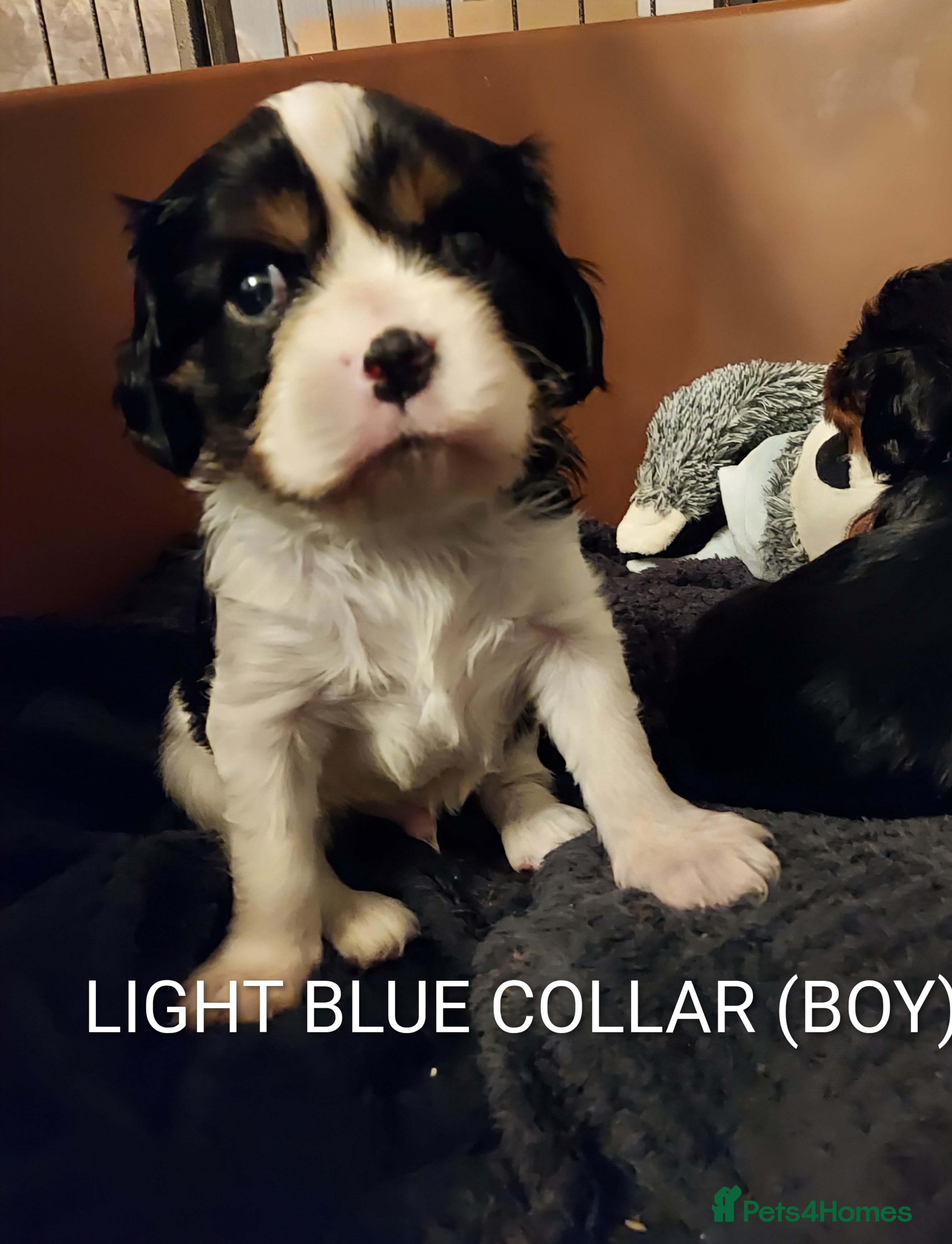 Cavalier King Charles Spaniel dogs GREAT QUALITY CKCS PUPPIES ( DWKC REGISTERED)/DNA - Advert 1