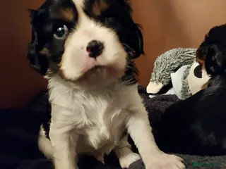 Cavalier King Charles Spaniel dogs GREAT QUALITY CKCS PUPPIES ( DWKC REGISTERED)/DNA - Advert 1