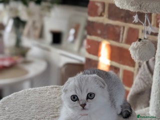 Scottish Fold cats 😻Scottish fold kittens😻 - Advert 16