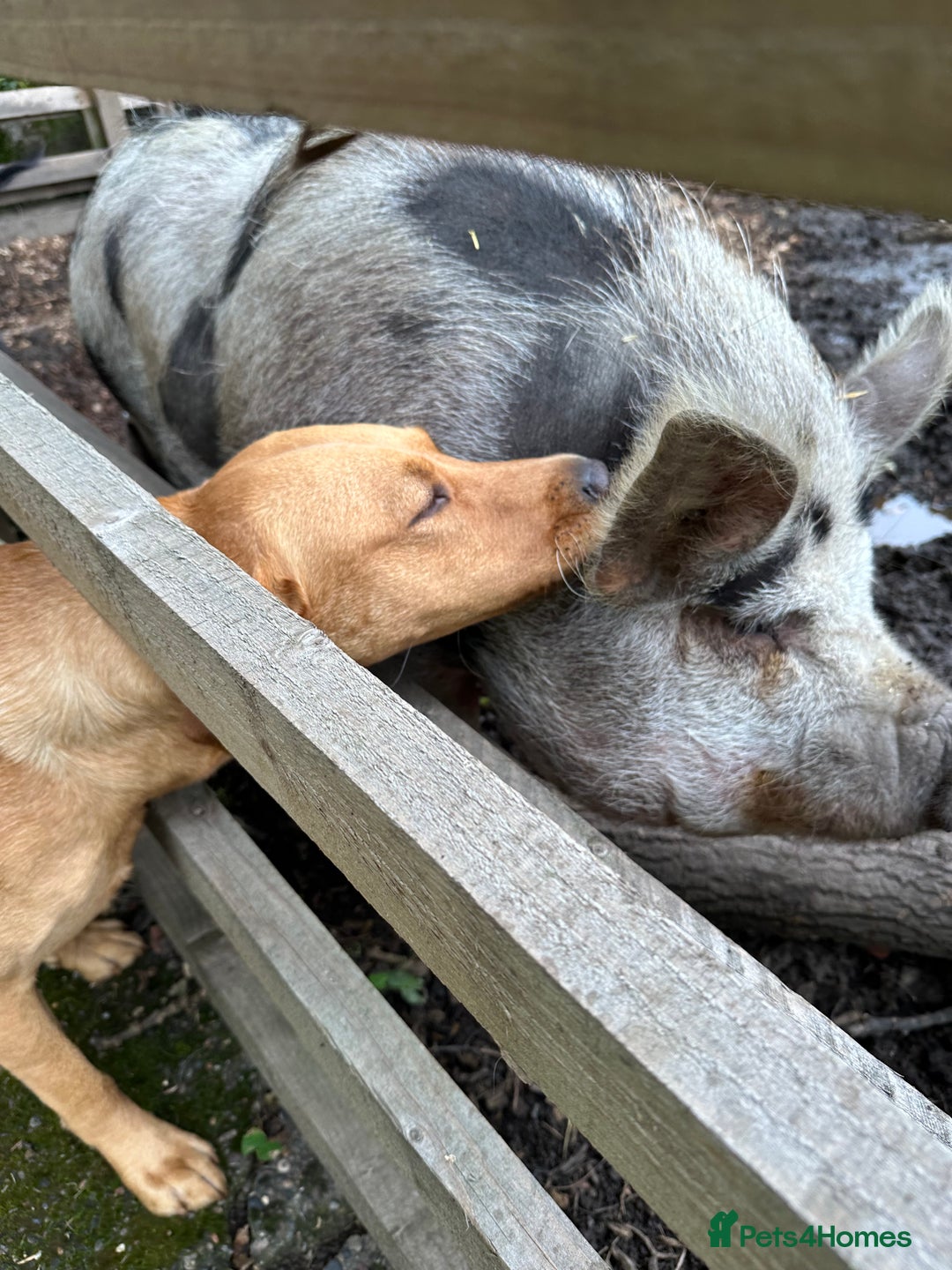 Labrador Retriever dogs for stud: Wiremoors Bram fox red Kc Reg & health tested dog - Advert 11