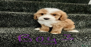 Cockapoo dogs - Advert 15