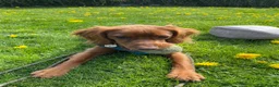 Cocker Spaniel dogs for sale: Cocker spaniel pub for sale in Denbigh - Advert 2