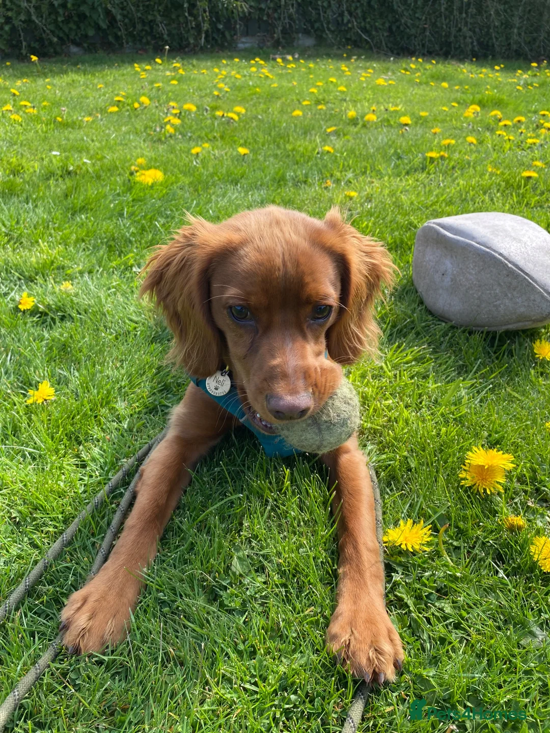 Cocker Spaniel dogs for sale: Cocker spaniel pub for sale in Denbigh - Advert 2