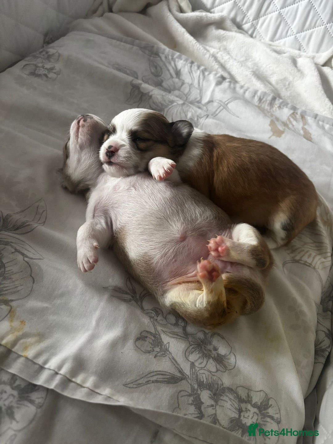 Chihuahua dogs for sale: Beautiful chihuahua girls for sale! - Advert 9