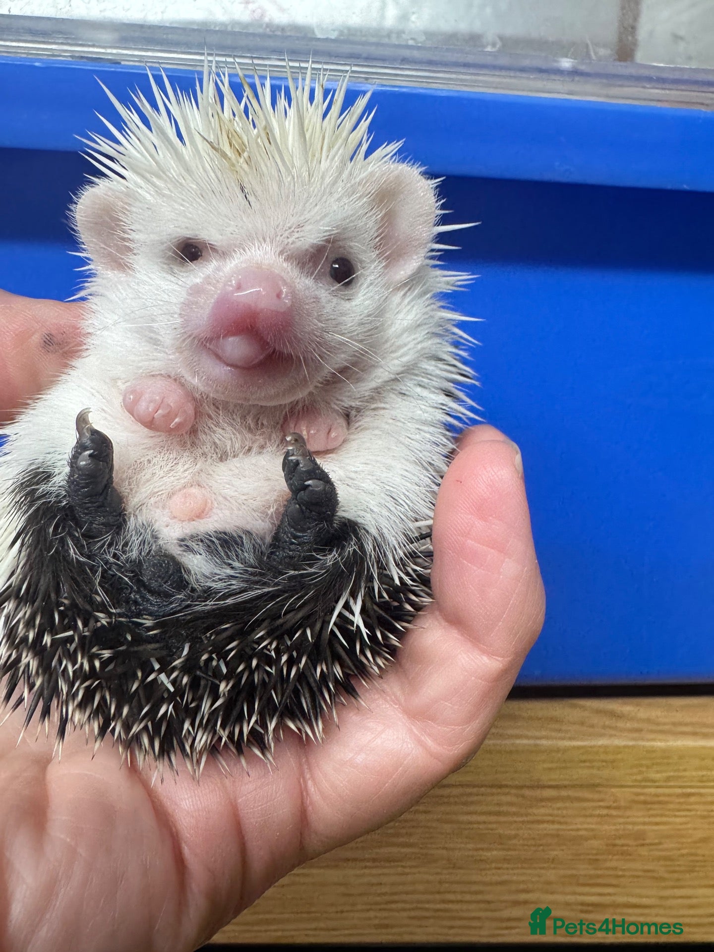 Pygmy Hedgehog rodents APH reverse pinto 8 week old boy / READY NOW!  - Advert 1