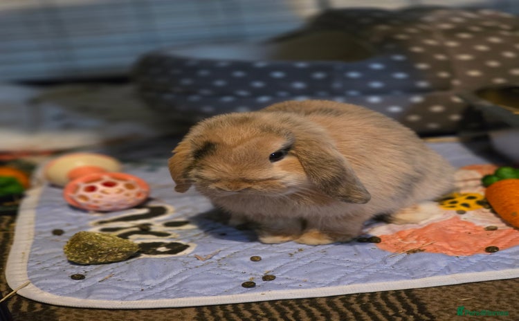Mini Lop rabbits - Advert 15