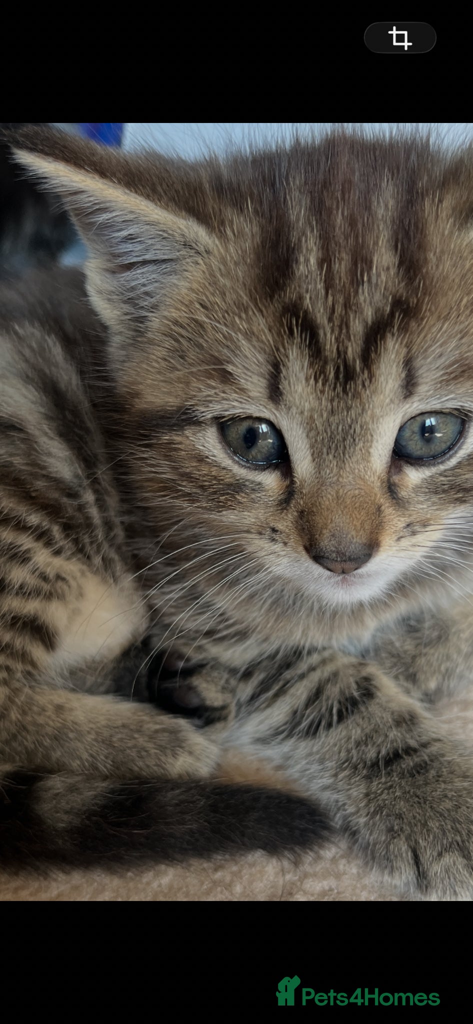 British Shorthair cats British Shorthair cross Kittens - Advert 13