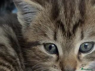 British Shorthair cats British Shorthair cross Kittens - Advert 13