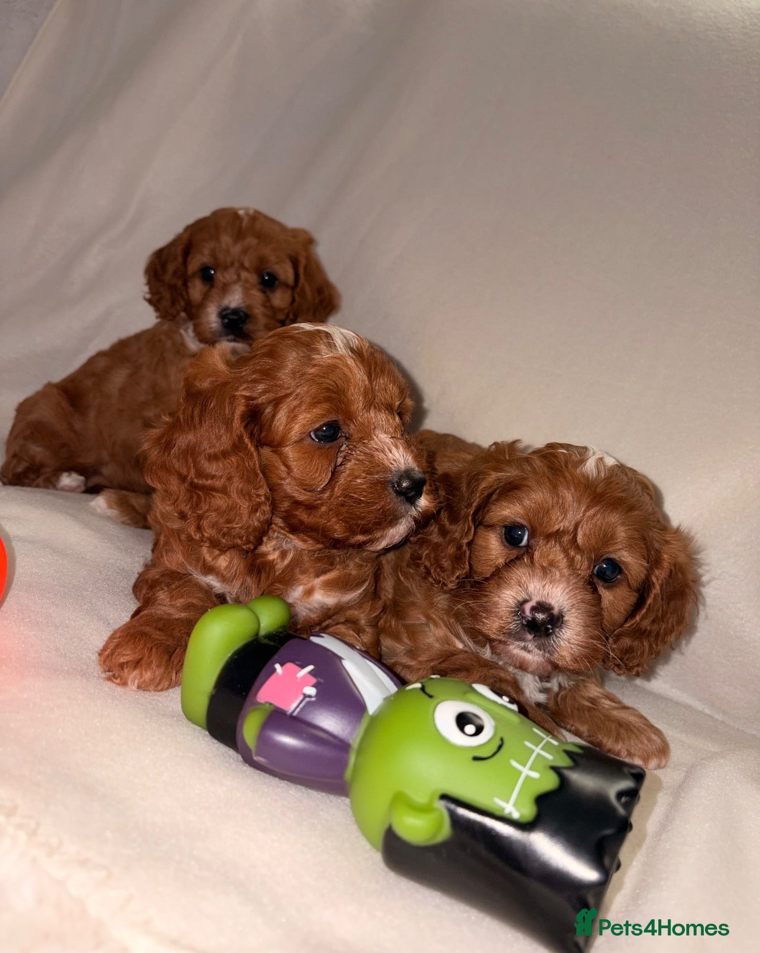 Cavapoo dogs DNA Health tested Deep red toy cavapoo puppy’s  - Advert 15