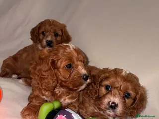 Cavapoo dogs DNA Health tested Deep red toy cavapoo puppy’s - Advert 1