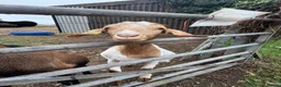 Goats livestock for sale: 3 goats in Fareham - Advert 2