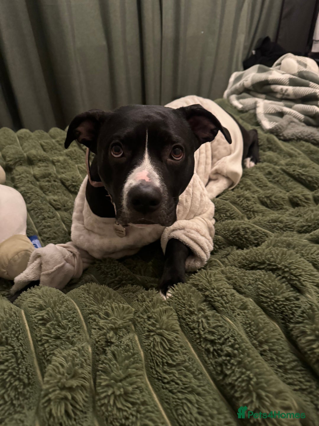 Staffordshire Bull Terrier dogs for sale: Gorgeous staffy puppies  - Advert 2