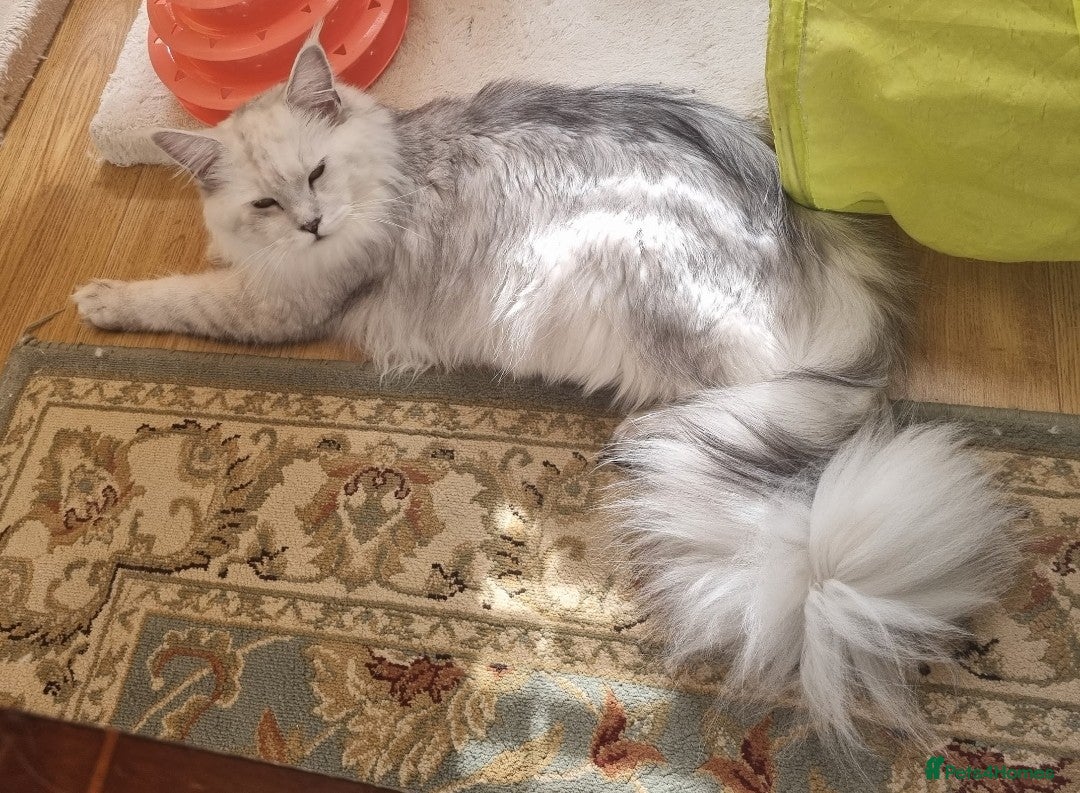 Maine Coon cats for sale: Neutered shaded Princess  - Image 8