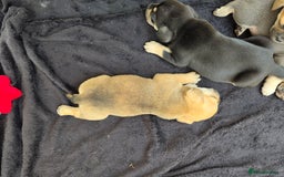 Mixed Breed dogs for sale: 3/4 frenchy 1/4 collie pups - Image 6